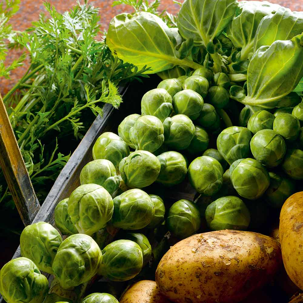 500+ Nelson F1 Brussels Sprouts Seeds – High-Yield Hybrid for Garden & Home Growing