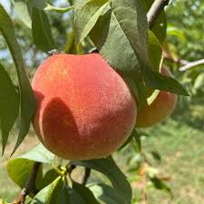 1 Bare Root Harvester Peach Tree (Prunus persica) 2-3 Ft Tall Live Fruit Tree Ready to Plant