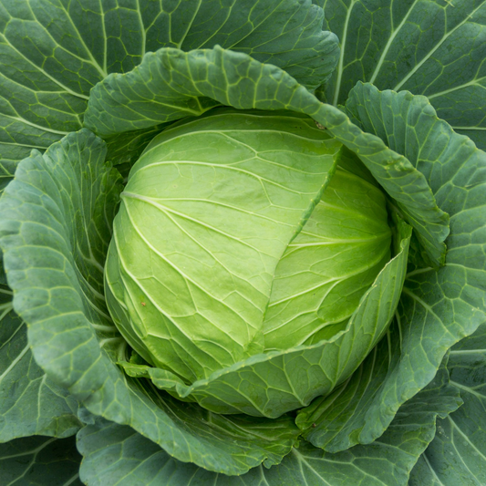 1g Cabbage Golden Acre Seeds Brassica oleracea | Heirloom Variety | Compact, Tender, Sweet Green Heads for Gardening