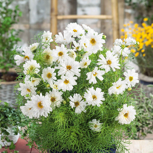 200 Double Click White Knight Cosmos Seeds – Frilly White Double Blooms for Garden Planting, Cottage Gardens & Cut Flowers – USA