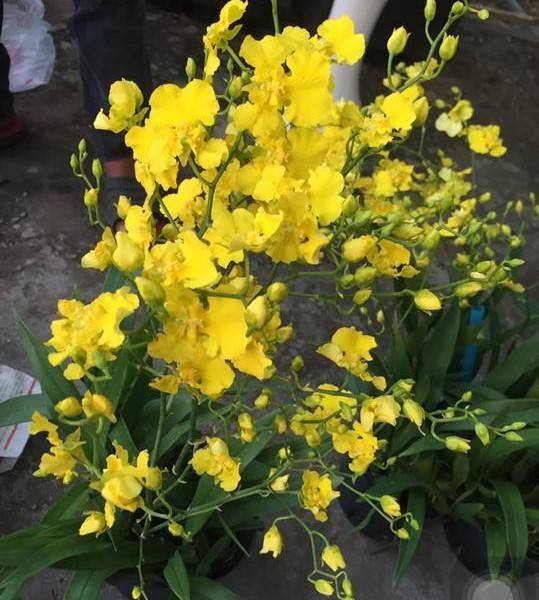 Onc. Gower Ramsey Live Orchid | Potted Yellow Orchid Seedling | Indoor & Outdoor Subtropical Beauty | Child and Pet Safe