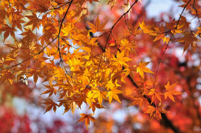 Acer mono Seeds – Painted Maple Tree – Ornamental Deciduous Tree with Fall Color, Cold Hardy, Shade Tree or Bonsai, Easy to Grow