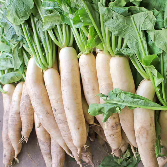 1g Japanese Minowase Daikon Radish Seeds Raphanus sativus | Heirloom, Non-GMO, Mild Flavor, Long White Roots, Easy to Grow Vegetable