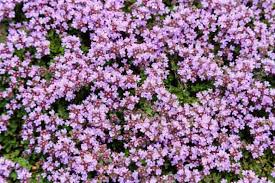 1000 Creeping Thyme Seeds, Thymus Serpyllum, Low-Growing Ground Cover and Pollinator-Friendly Herb