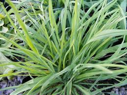 Cat Grass Mix 8 oz - Organic Cat Grass Blend for Healthy Cats - Dactylis glomerata & Avena sativa