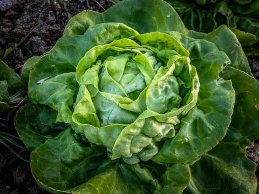 1g Buttercrunch Butterhead Lettuce Seeds Lactuca sativa | Heirloom, Non-GMO, Sweet, Crisp, Tender Leaves, Easy to Grow Salad Green