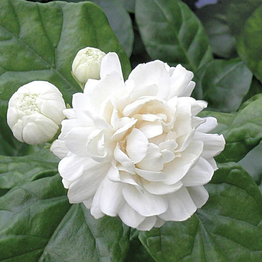 2 Grand Duke Jasmine Plants | Jasminum Sambac Bareroot Plugs 3-5" | Super Fragrant Arabian Jasmine | Live Flowering Shrub