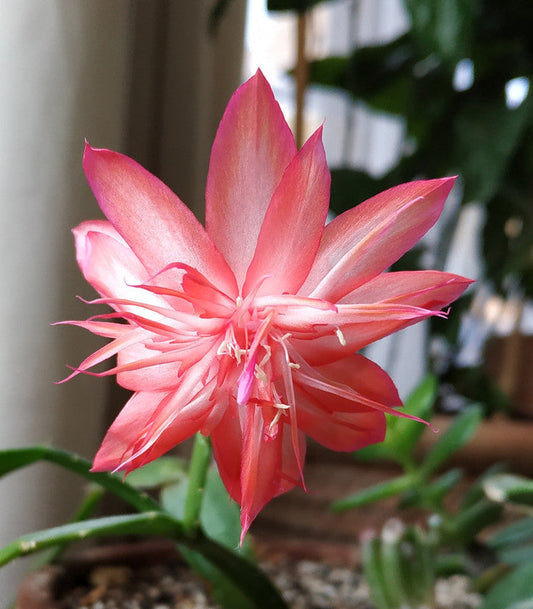 2 Schlumbergera “Laranja Dobrada” Cuttings (Unrooted) – Thanksgiving/Christmas Cactus – Rare Orange Double Bloom Holiday Cactus