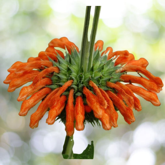 Lion’s Ear Seeds – 100 Bold Orange Blooming Annual Flo