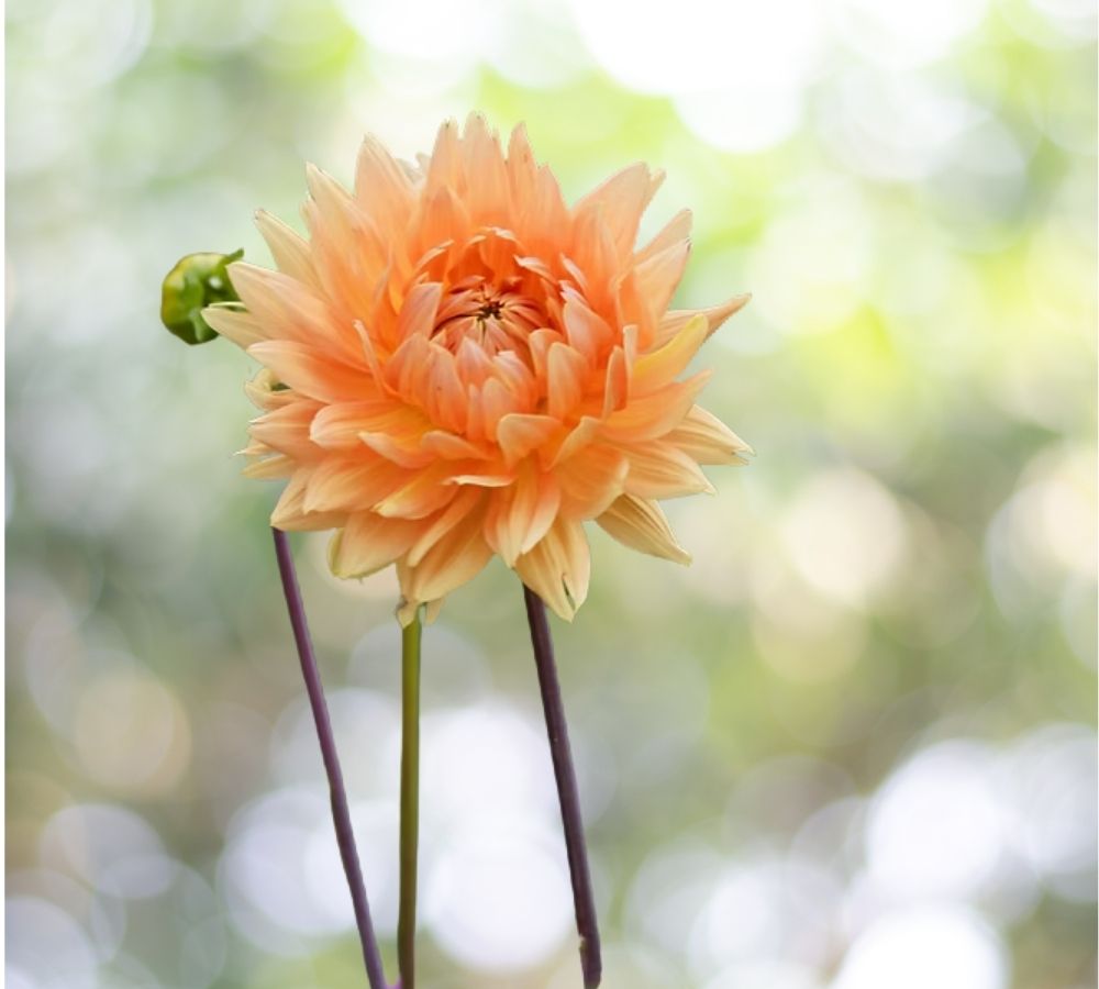 25 Rancho Dahlia Seeds Perennial Flower Garden Bloom