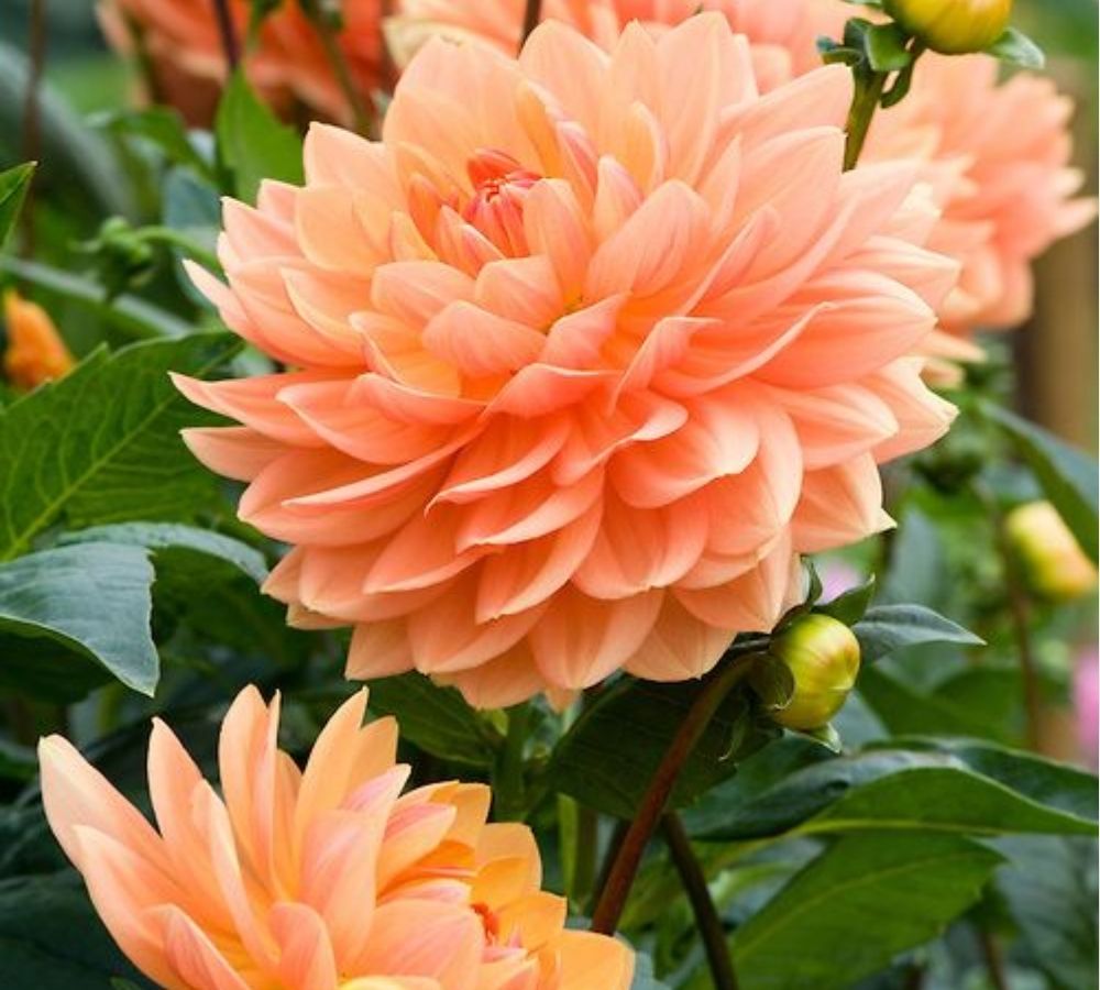 25 Rancho Dahlia Seeds Perennial Flower Garden Bloom