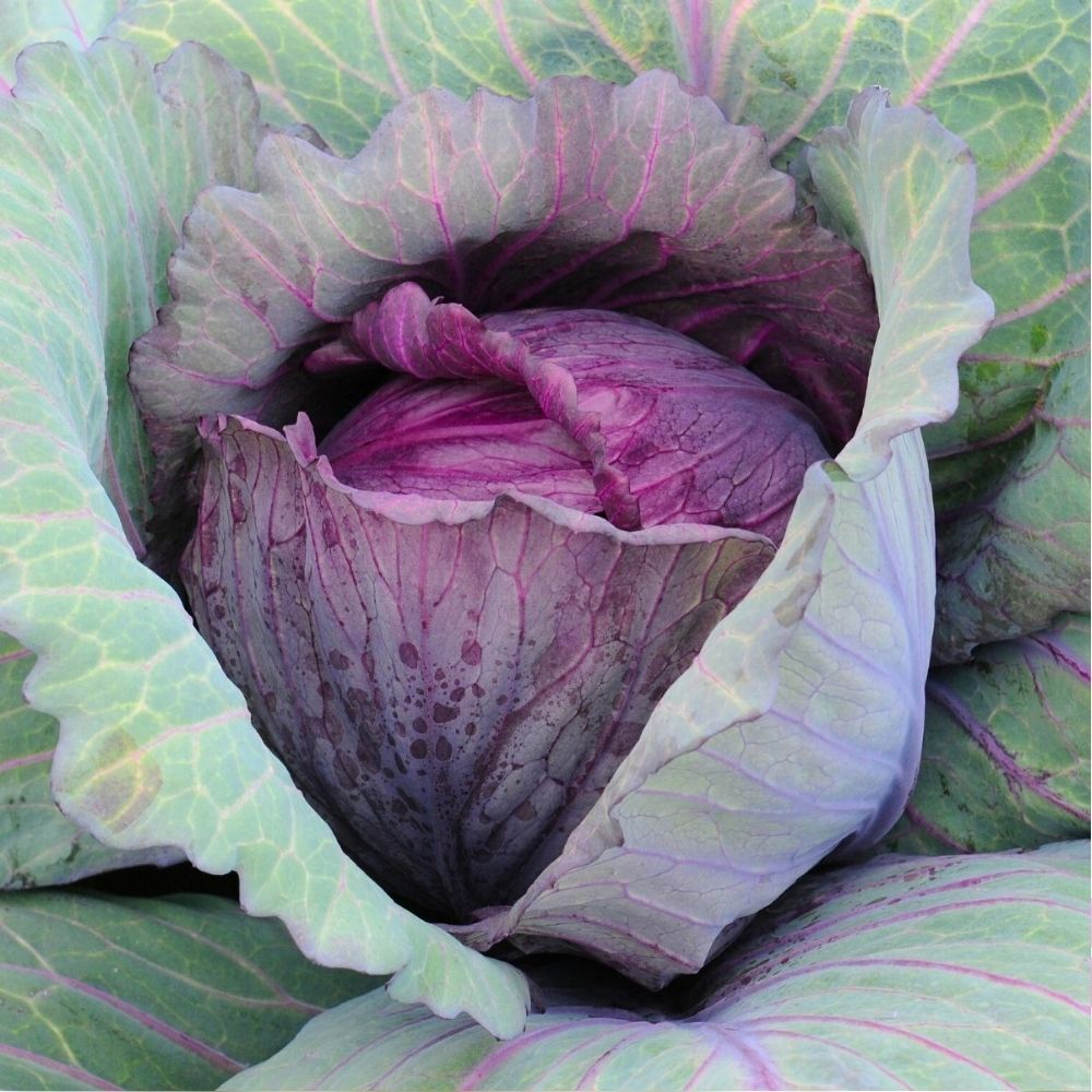 250 Cabbage Red Acre Vegetable Seeds