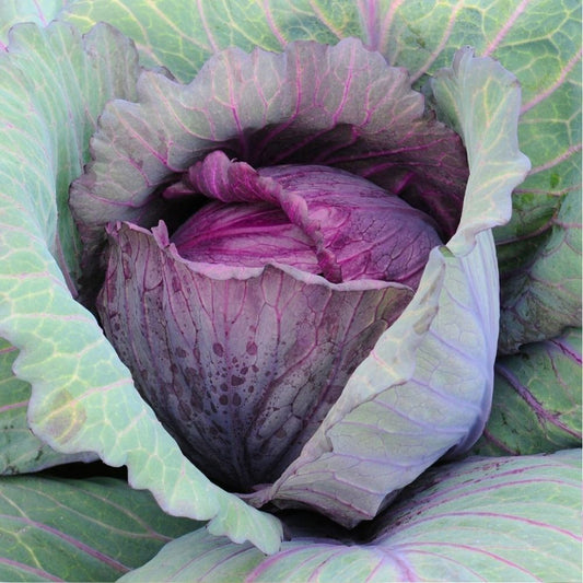 250 Cabbage Red Acre Vegetable Seeds