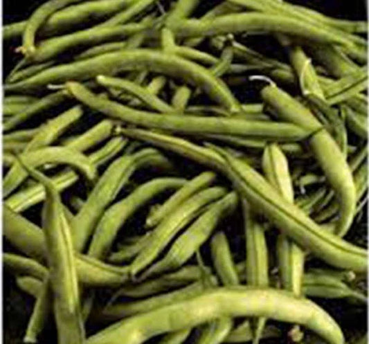 Heirloom Bean Seeds - Commodore Bush Variety, 100+ Non-GMO Green Beans, Organic Gardening, Planting Supplies