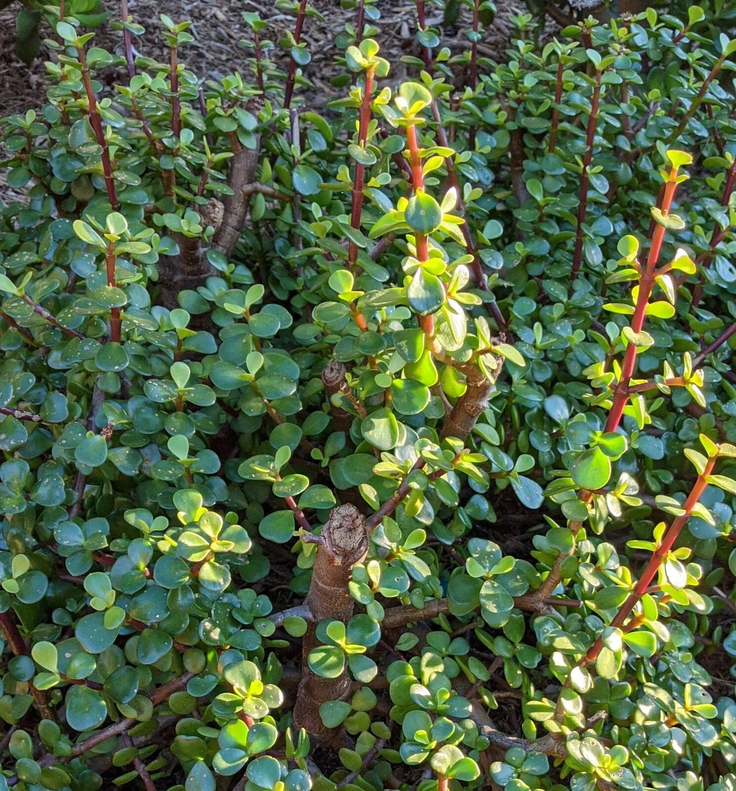 10 Cuttings 6" Portulacaria Afra Elephant Bush Succulent Dwarf Jade Plant - Ideal for Indoor Gardening and Terrariums