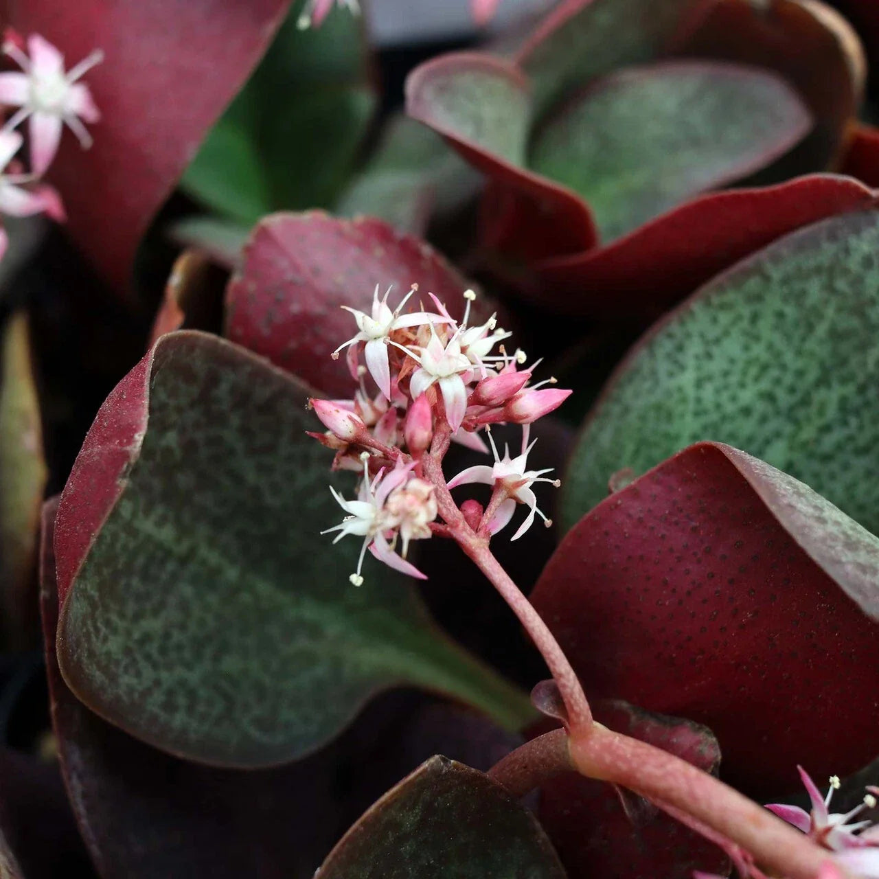 Succulent Plant Cuttings 2" Crassula Multicava Red Fairy Jade Live Unrooted 2 Pieces