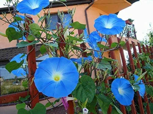 Blue Morning Glory Climbing Vine Seeds, 300 Count, Ipomoea purpurea, Fast-Growing Annual Garden Flowers