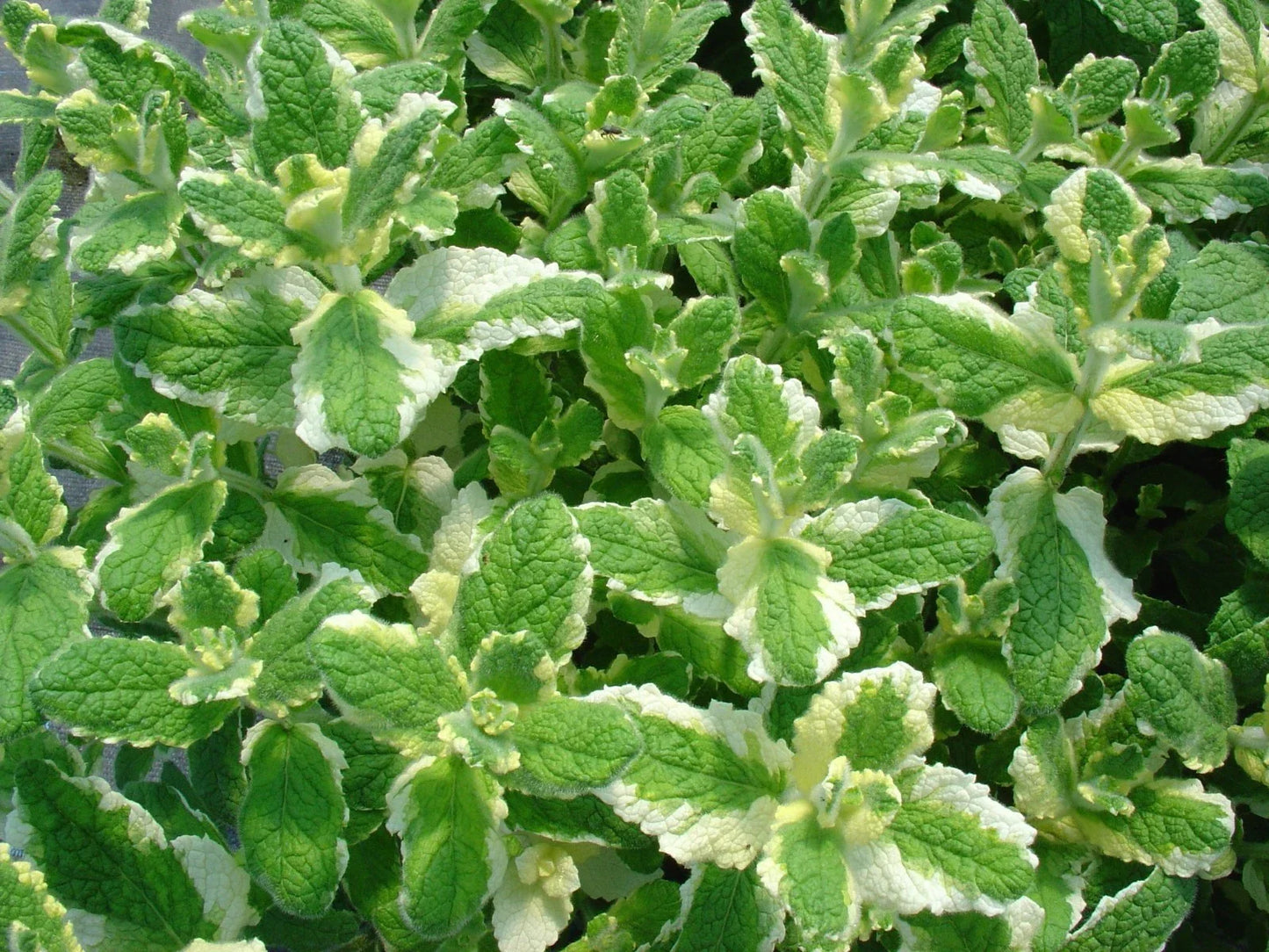 Pineapple Mint Seeds - 1000 Rare Medicinal Herb Seeds with Aromatic Flavor - Mentha suaveolens
