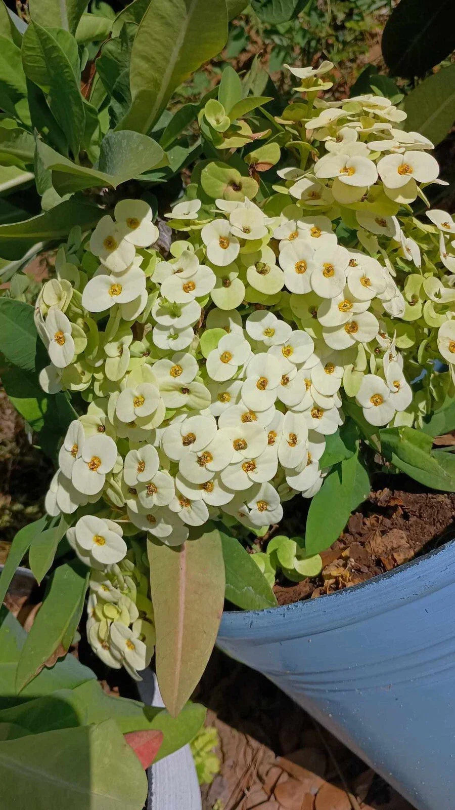 White Crown of Thorns Cutting (1 Count) with Yellow Center - Euphorbia milii