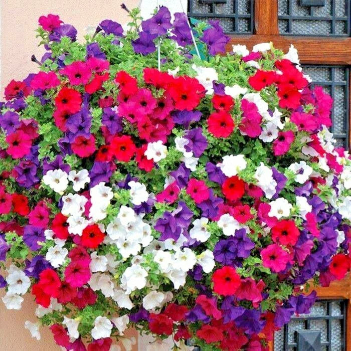 Dwarf Petunia Mix Flower Seeds - 2000+ Seeds for Garden, Container, Hanging Basket, Window Box - Petunia spp.