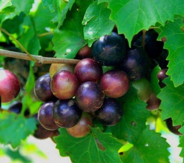 Muscadine Grape Vine Starter Plants 2-Pack, Vitis Rotundifolia, Edible Fruit, Bare Root, Hardy Zones 7-9, USA Grown