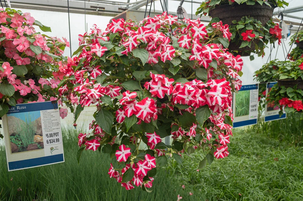 Busy Lizzy Seeds 100 Count Accent Red Star Impatiens (Impatiens walleriana) - Non-Calif. Shipping, U.S. Only