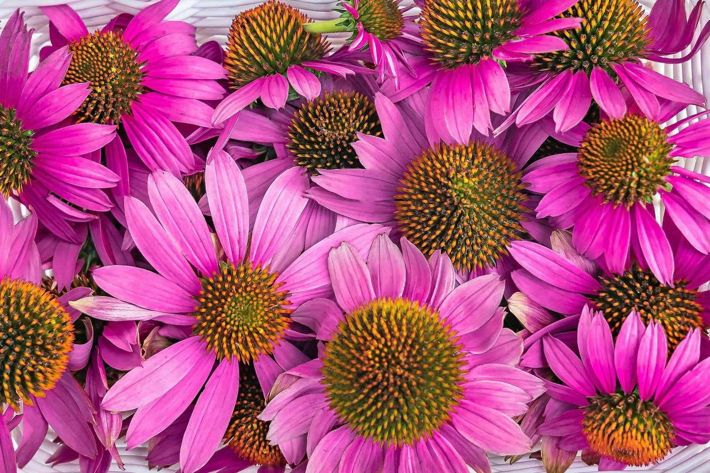 1000 Purple Coneflower Echinacea Purpurea Seeds, Medicinal Herb, Fast Shipping