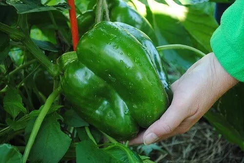 Giant Keystone Sweet Heirloom Tomato Seeds - Organic Non-GMO - 50+ Count - Perfect for Home Gardening