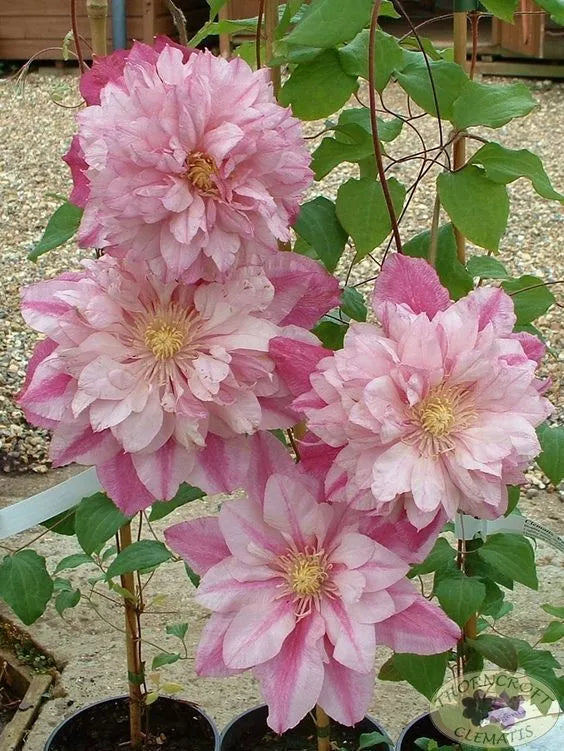 25 Double Light Pink Clematis Seeds | Climbing Perennial | Clematis spp. | Flowering Vine Seeds