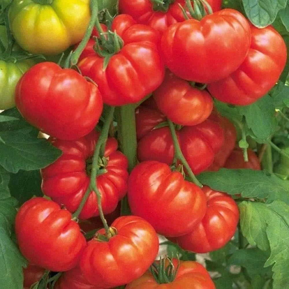 Beefsteak Tomato Seeds - 30+ Heirloom Organic Seeds - Tasty Fresh Varieties - Perfect for Home Gardening