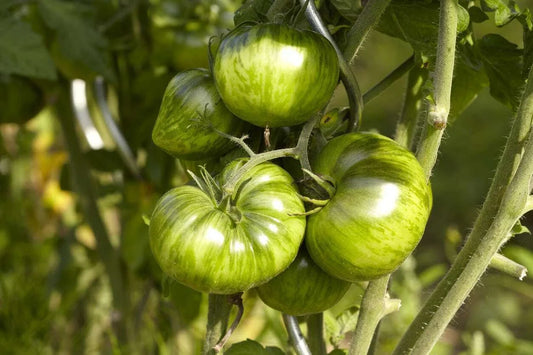 Green Zebra Tomato Seeds - Bi-Colored, NON-GMO, Variety Sizes, Heirloom (Solanum lycopersicum)
