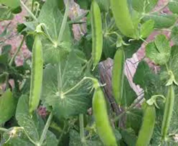 Heirloom Pea Seeds, Little Marvel, Non-GMO, 20+ Seeds, Perfect for Home Gardens, Pisum sativum