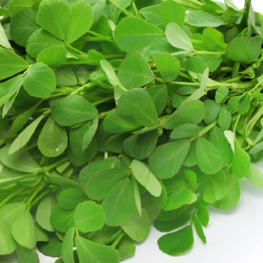 Fenugreek Seeds | NON-GMO | Fresh Heirloom Garden Seeds | Trigonella foenum-graecum