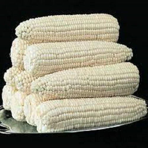 Premium Silver Queen Corn Seeds - Fresh High Yield Variety, Super Sweet - Zea mays 'Silver Queen'