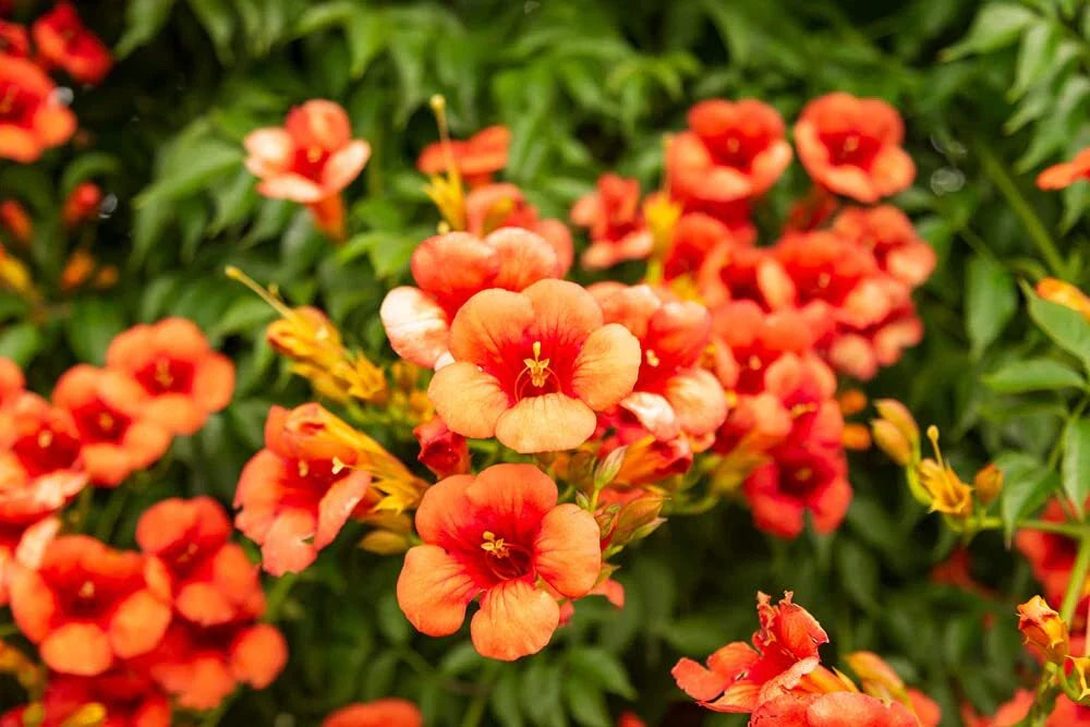 Rare Orange Hummingbird Bush Seeds - 25 Non-GMO Seeds - Orange Trumpet Vine (Tecoma capensis)