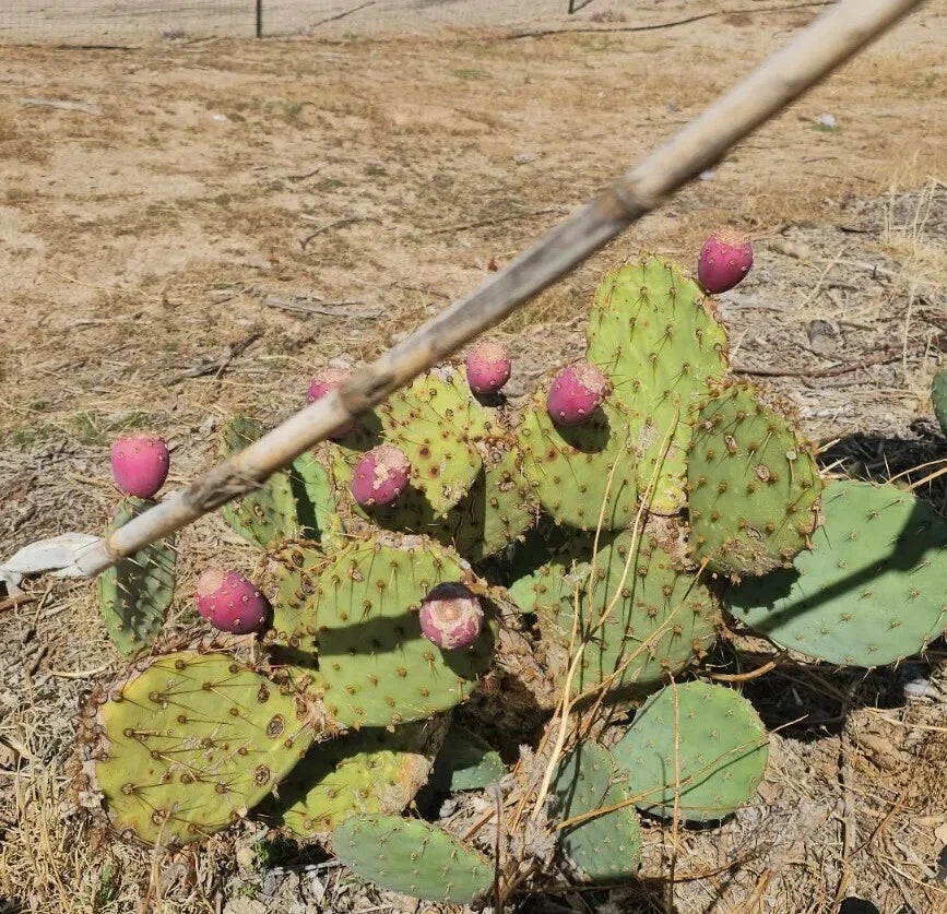 Desert Prickly Pear Cactus, 2 Pads 4-7", Cold Hardy Opuntia Phaeacantha, Tolerates -20°F