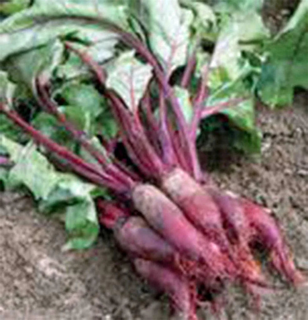Beet Seeds, 50 Count, Cylindra Heirloom Non-GMO, Beta vulgaris - Organic Beet Seed for Home Garden