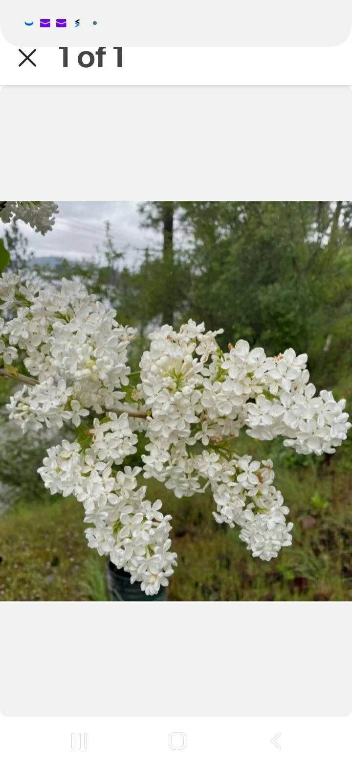 Bare Root Lilac Bush Set (10) - 5 Purple & 5 White - Syringa vulgaris - Includes Planting Instructions