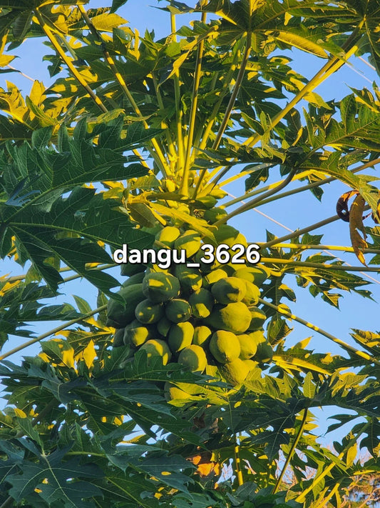 Hawaiian Papaya Tree 5"-10" Live Plant | Sweet Gold Fruit | Carica papaya | Tropical Fruit Plant