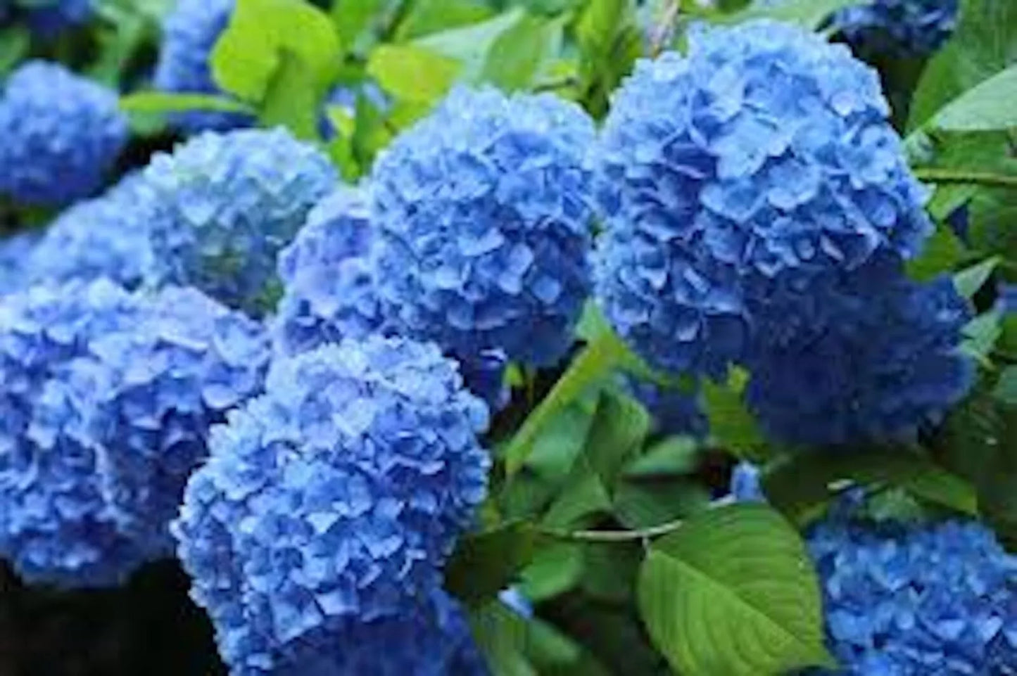 Blue Hydrangea Bush - Old Fashioned Variety - Hydrangea macrophylla - 1-2 ft Height - Vibrant Blue Flowers - Bare Root Plant