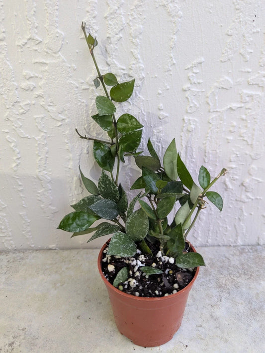 Hoya Lacunosa Live Wax Houseplant in 3 Inch Pot - Durian Perangin - Rooted Indoor Plant for Home Decor