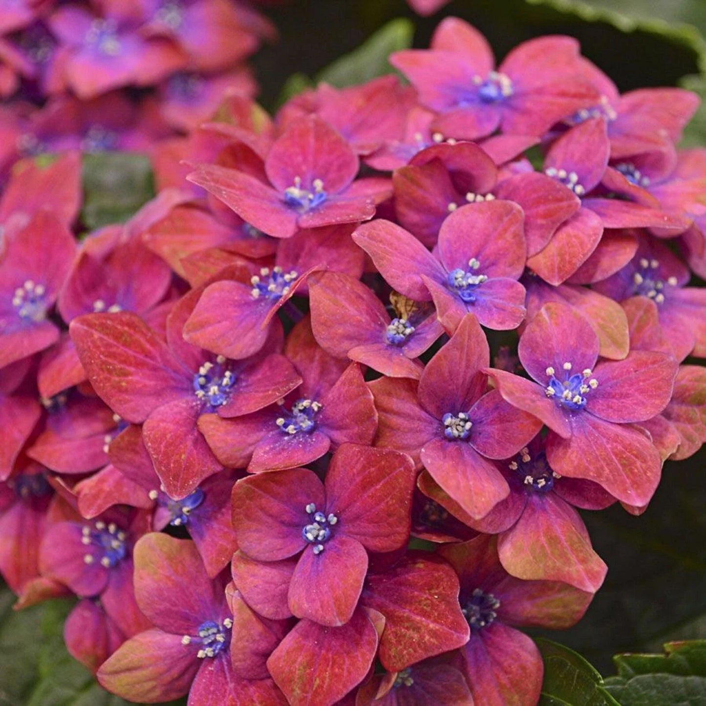 Hydrangea Seeds - 5 Pink Blue Perennial Hardy Flower Seeds - Hydrangea macrophylla - US Seller