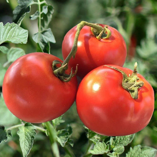 Homestead Tomato Seeds - 120+ Heirloom, Non-GMO, Organic, Drought Resistant - Perfect for Home Gardening