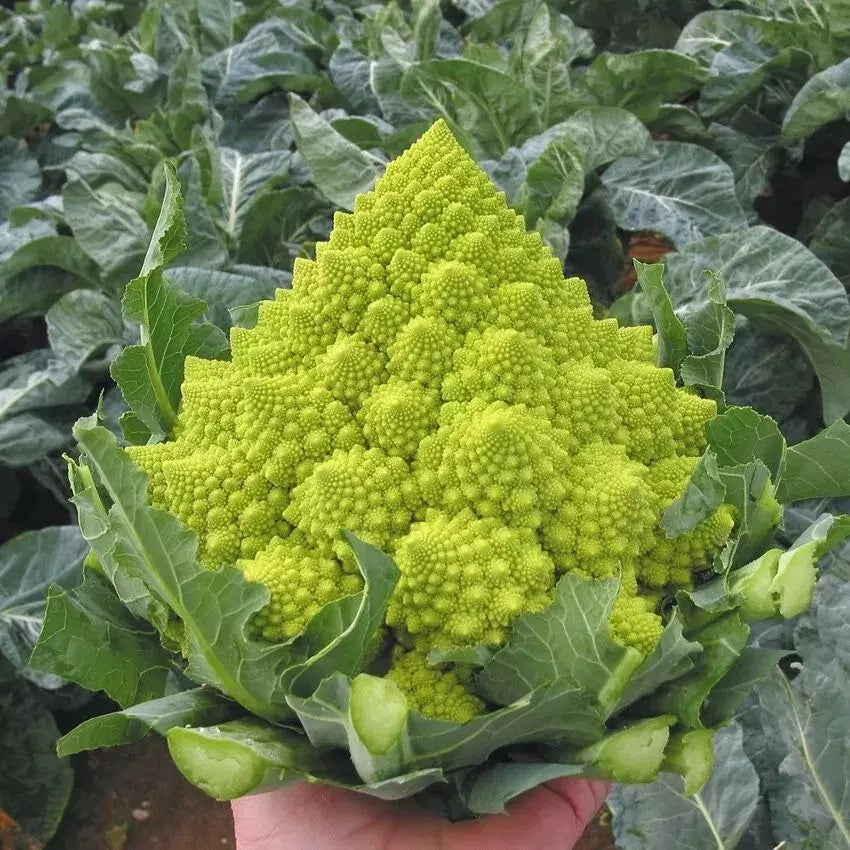Romanesco Broccoli Seeds - 100+ Heirloom Non-GMO Organic Seeds - Fresh Vegetable Garden Starter