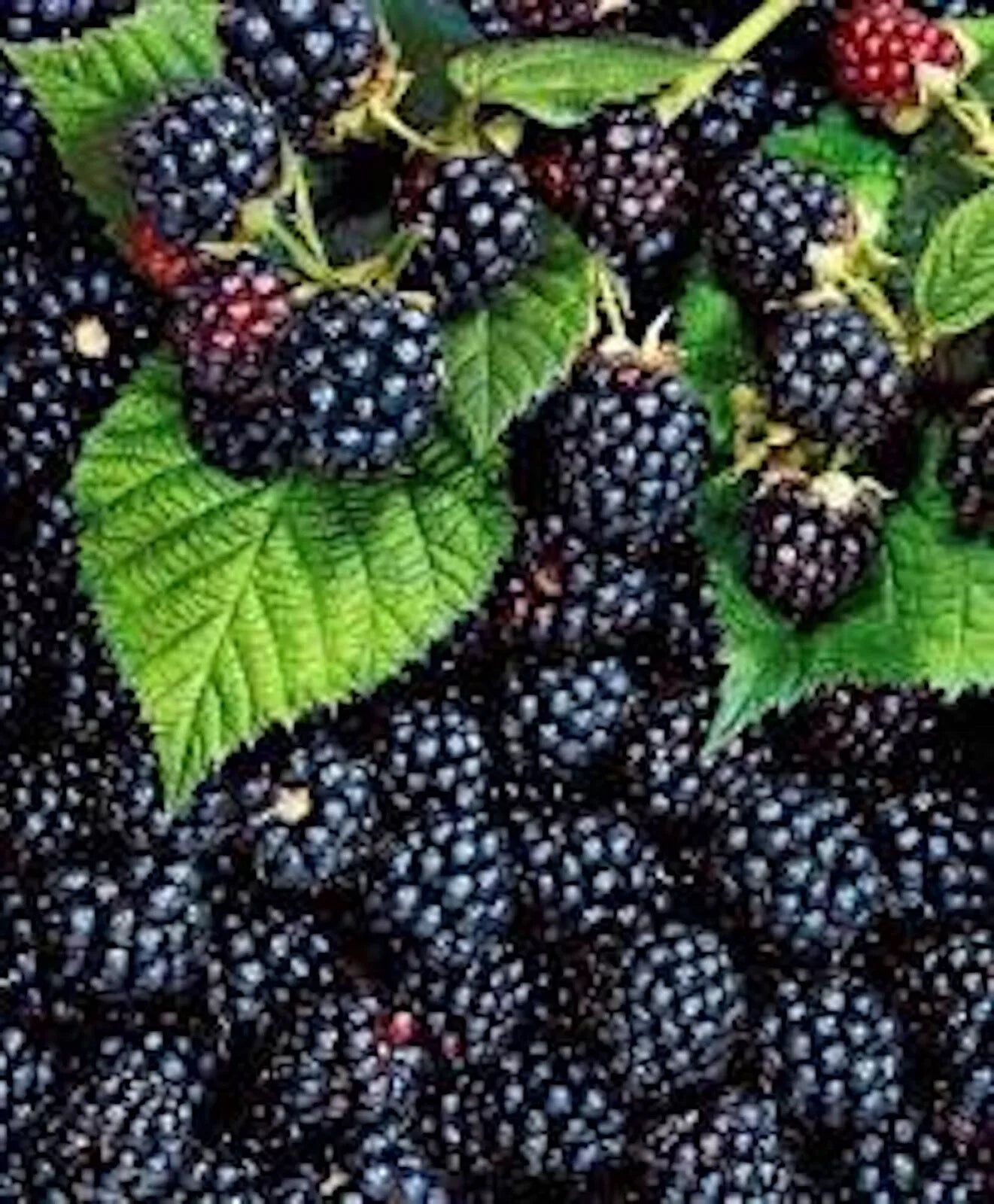 Thornless Blackberry Plant - 5 Bare Root Triple Crown Edible Fruit - Rubus fruticosus - Easy Care, High Antioxidant Shrubs