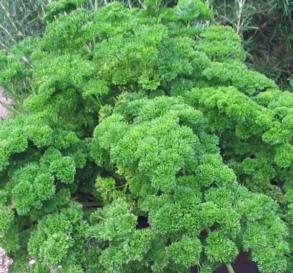 Heirloom Moss Curled Parsley Seeds, Non-GMO, 500+ Seeds, Petroselinum crispum