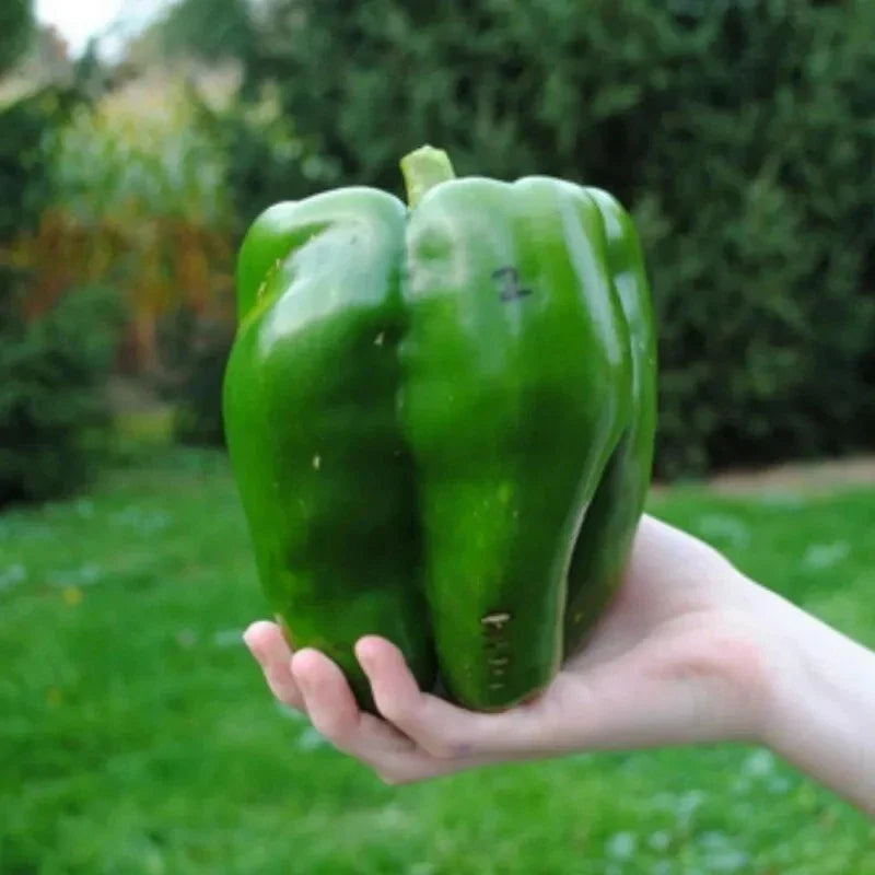 Emerald Giant Bell Pepper Seeds - 120+ Heirloom Organic Sweet Seeds - Capsicum annuum