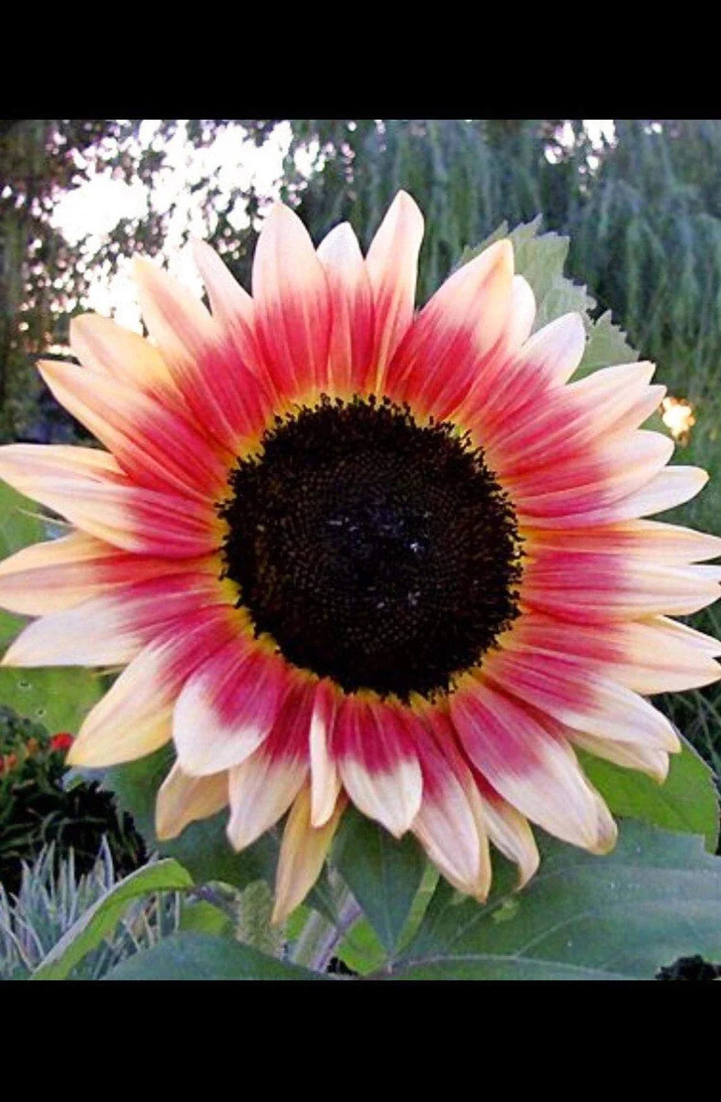 Strawberry Blonde Sunflower Seeds - 20 Seeds - Pink - Helianthus Annuus