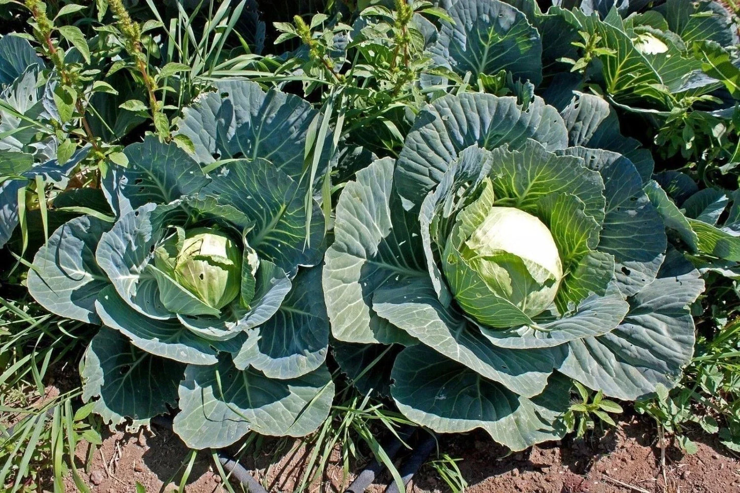 Cabbage Seeds 500+ Heirloom Brunswick NON GMO Fresh Brassica oleracea