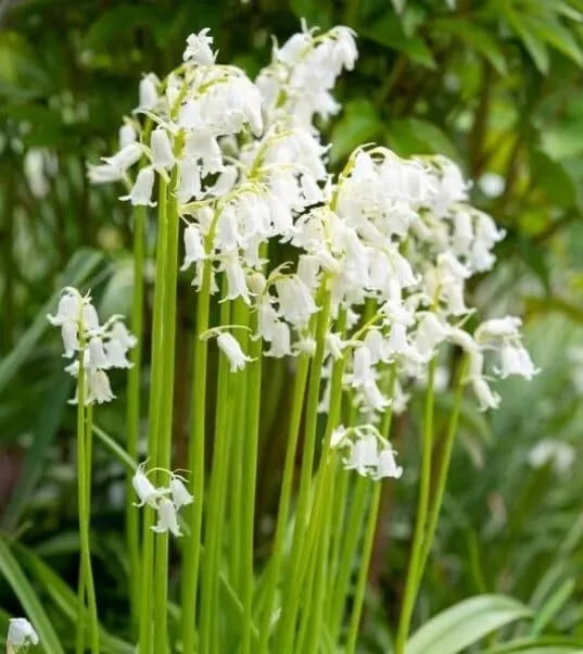 Spanish Whitebells Bulbs for Planting - 10 Pack - Ornithogalum thyrsoides - Spring Flowering Perennials